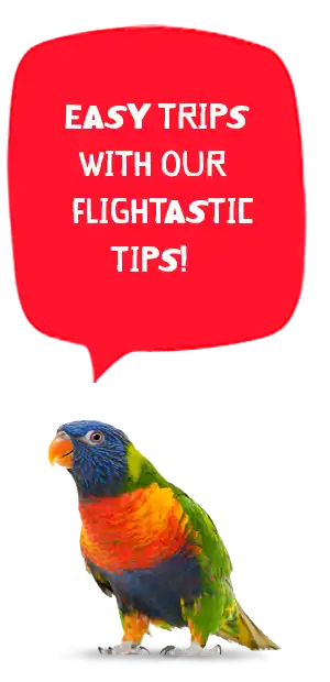 flying pet tips