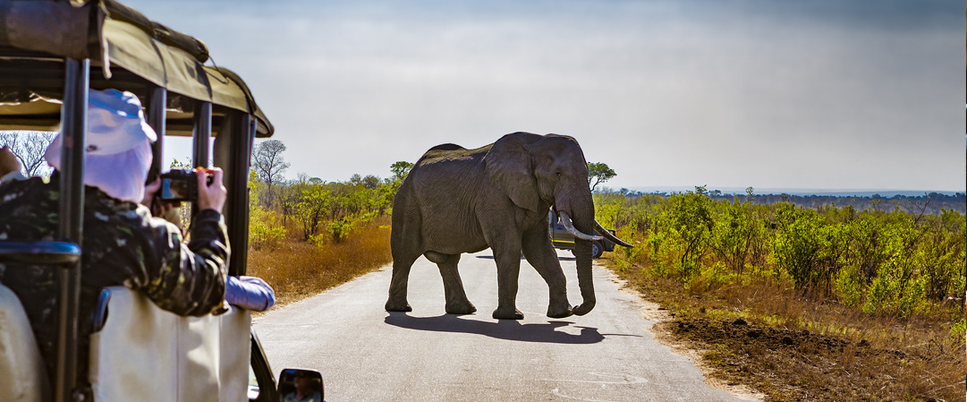 safari tour